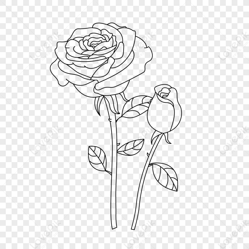 rose-stick-figure-png-transparent-image-and-clipart-image-for-free