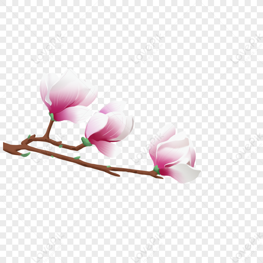 Spring Magnolia Flower Cartoon Element PNG Transparent Background And  Clipart Image For Free Download - Lovepik | 401686500