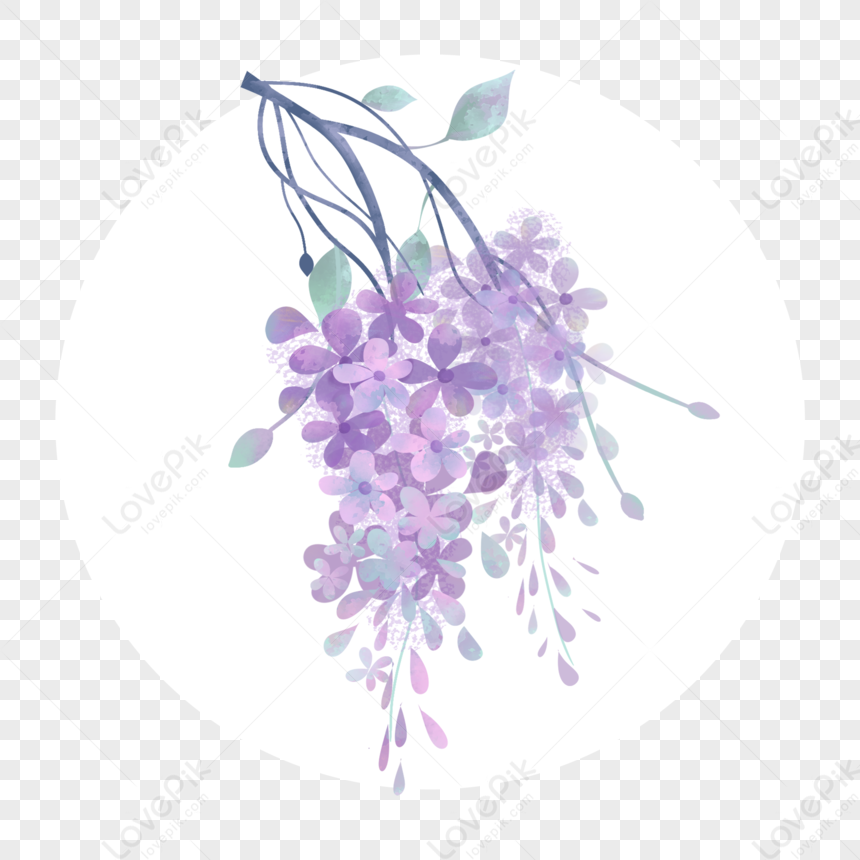 wisteria drawing clipart