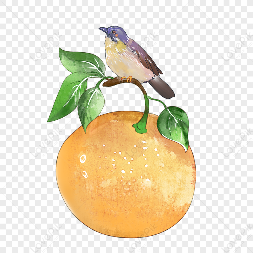 Ilustración De Combinación De Fruta Y Flor Naranja De Fruta De V PNG  Imágenes Gratis - Lovepik