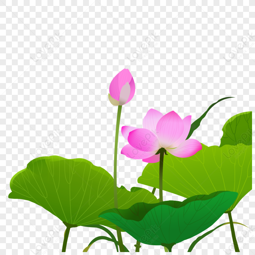 Summer Solstice Lotus Blooming Cartoon Element, Bloom, Prayer Plant 