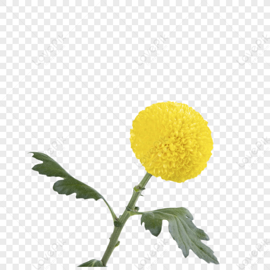 Flor De Pétalo De Crisantemo Amarillo PNG Imágenes Gratis - Lovepik