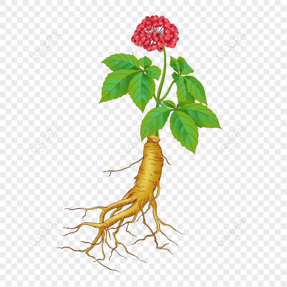 Chinese Herbal Medicine Ginseng PNG Transparent Background And Clipart  Image For Free Download - Lovepik | 401801550