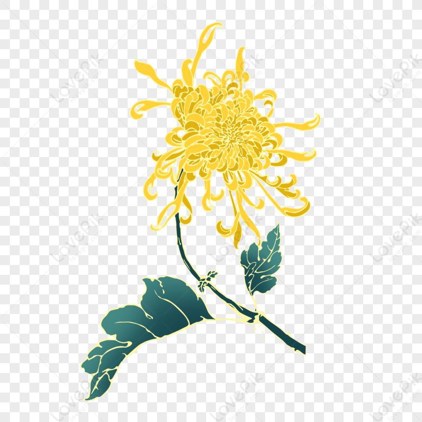 Chrysanthemum, Watercolor Chrysanthemum, Chrysanthemums, Chrysanthemum ...