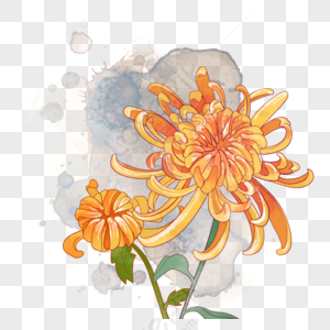 Chrysanthemum Watercolor PNG Images With Transparent Background | Free ...