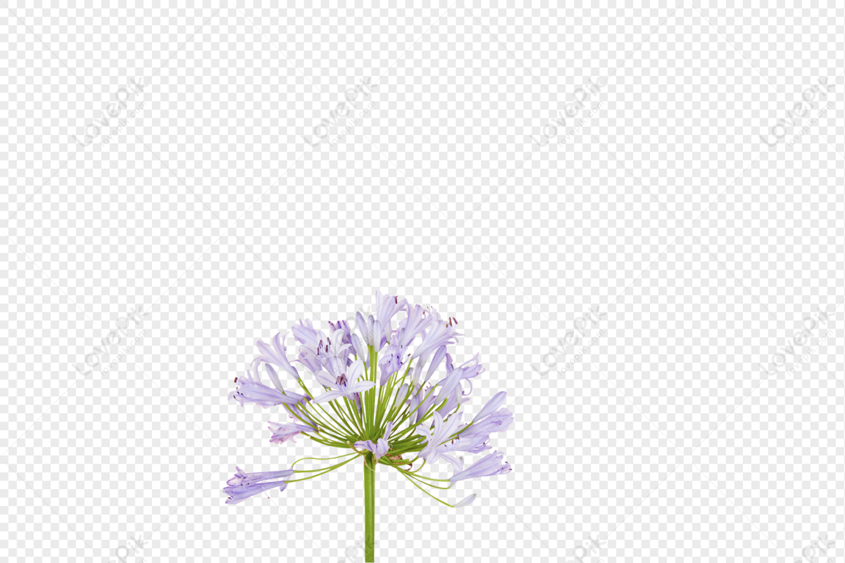 Flores De Naturaleza Muerta De Color PNG Imágenes Gratis - Lovepik