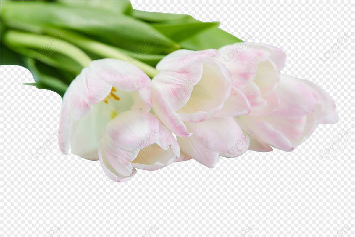 Tulipanes De Colores Creativos PNG Imágenes Gratis - Lovepik