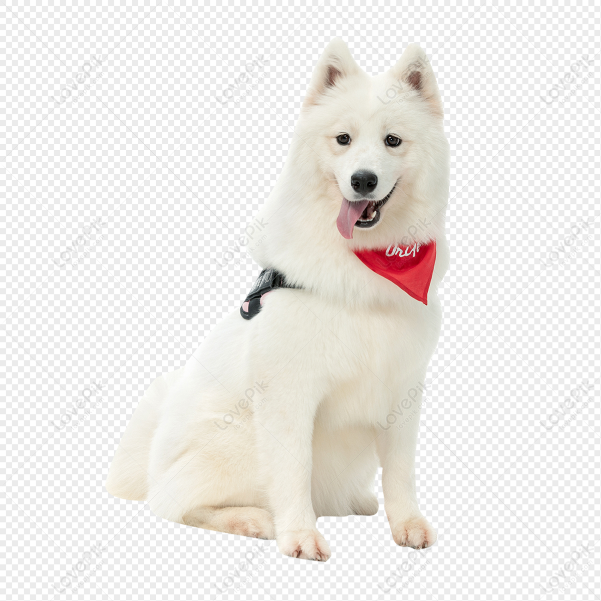 Cute Samoyed Pet Dog PNG Transparent Background And Clipart Image ...