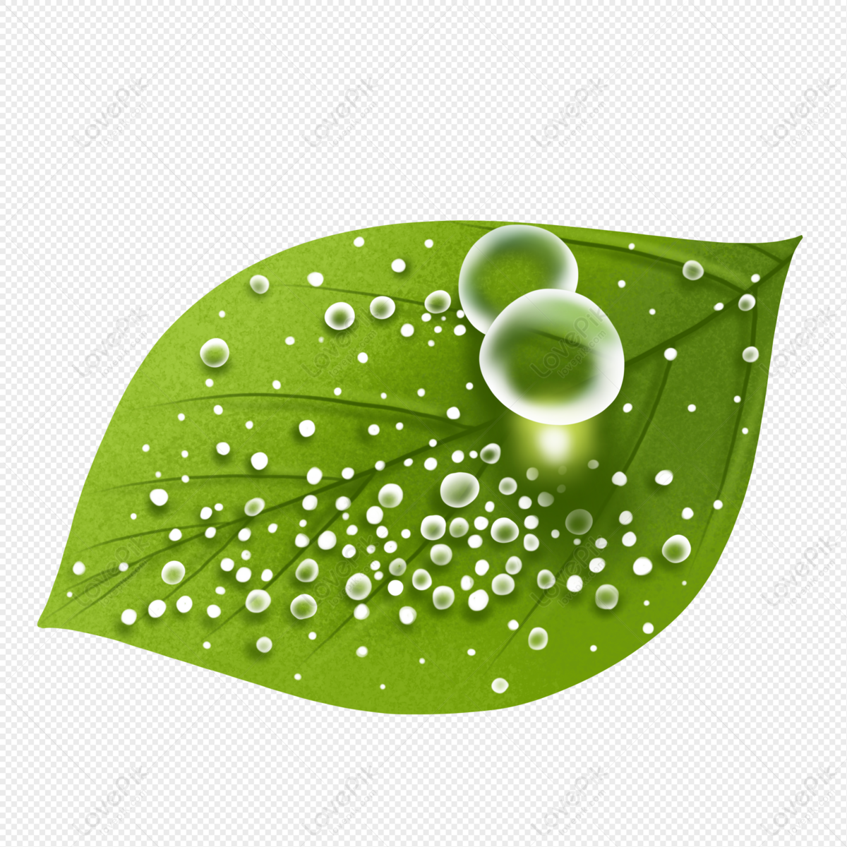 Green Leaf With Water Drops, Drop, Water Leaves, Material PNG Transparent  Background And Clipart Image For Free Download - Lovepik