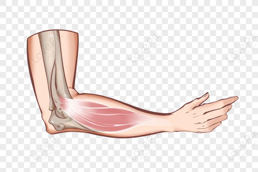 Картинка локоть для детей на прозрачном фоне