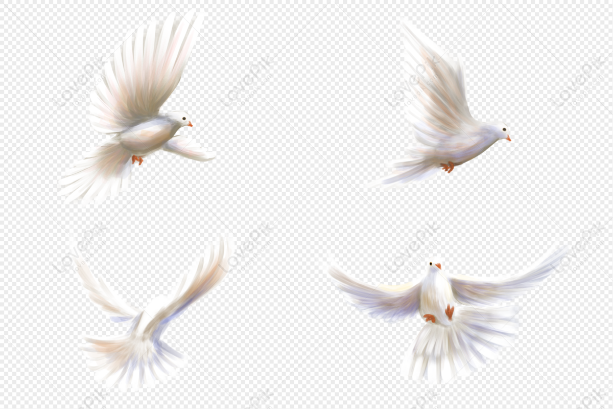 Tham Khảo 50+ Hình Ảnh Chim Bồ Câu Đẹp Biểu Tượng Của Hòa Bình