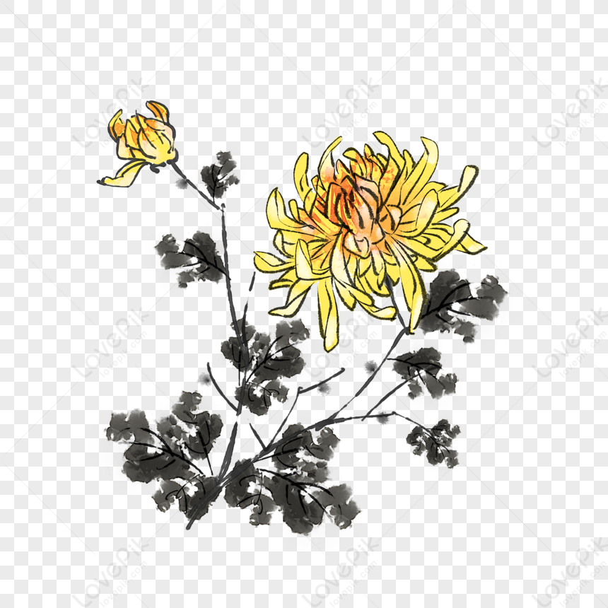 Freehand Chrysanthemum Png White Transparent And Clipart Image For Free 