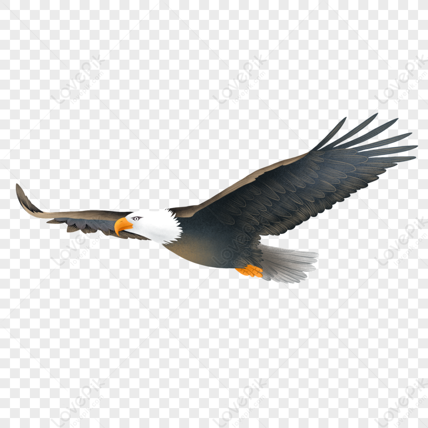 Eagle Png PNG Images With Transparent Background | Free Download On Lovepik