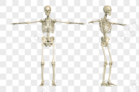 Human Body PNG Images With Transparent Background