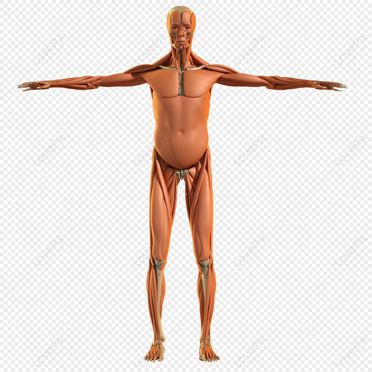 Muscle PNG Image, Free Download Muscles Pictures - Free