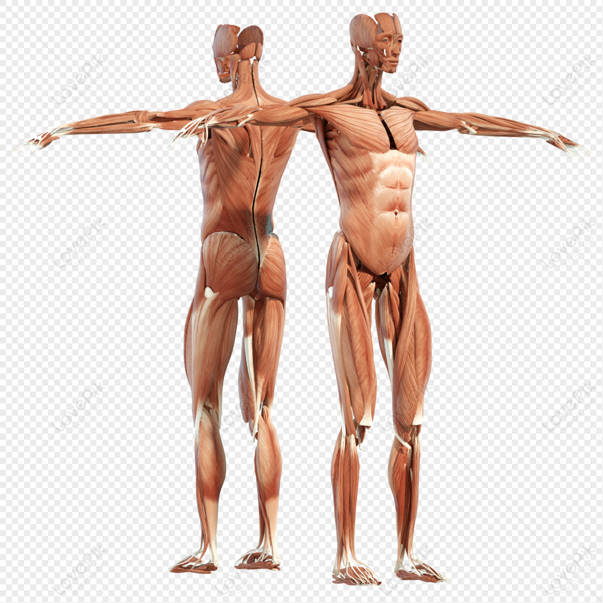 Healthy Body PNG Images With Transparent Background
