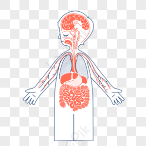 clipart of the human body