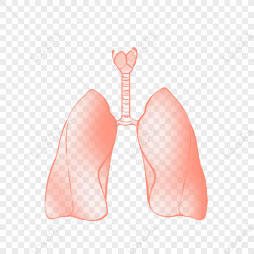 Lungs Organic Medical Internal Medicine Png Transparent Background And Clipart Image For Free