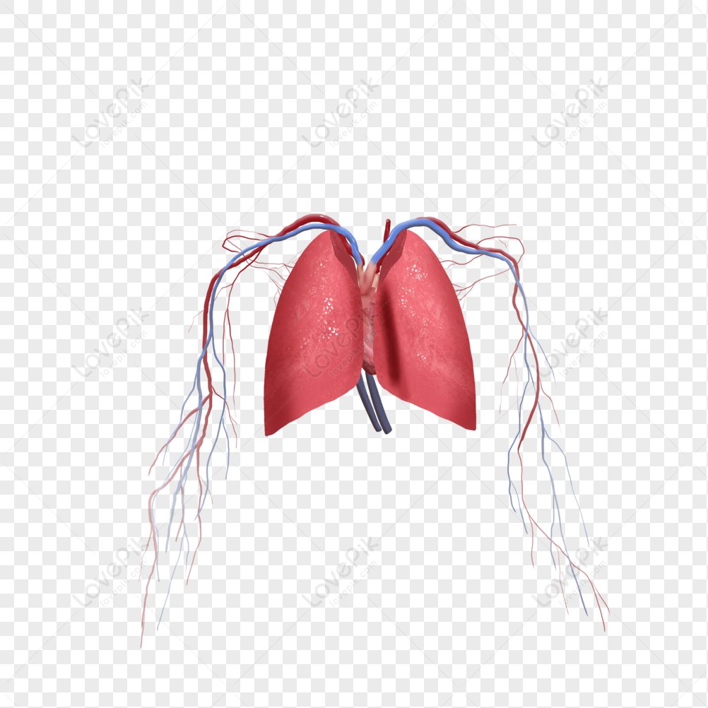 Lungs PNG Images, Lungs Clipart Free Download