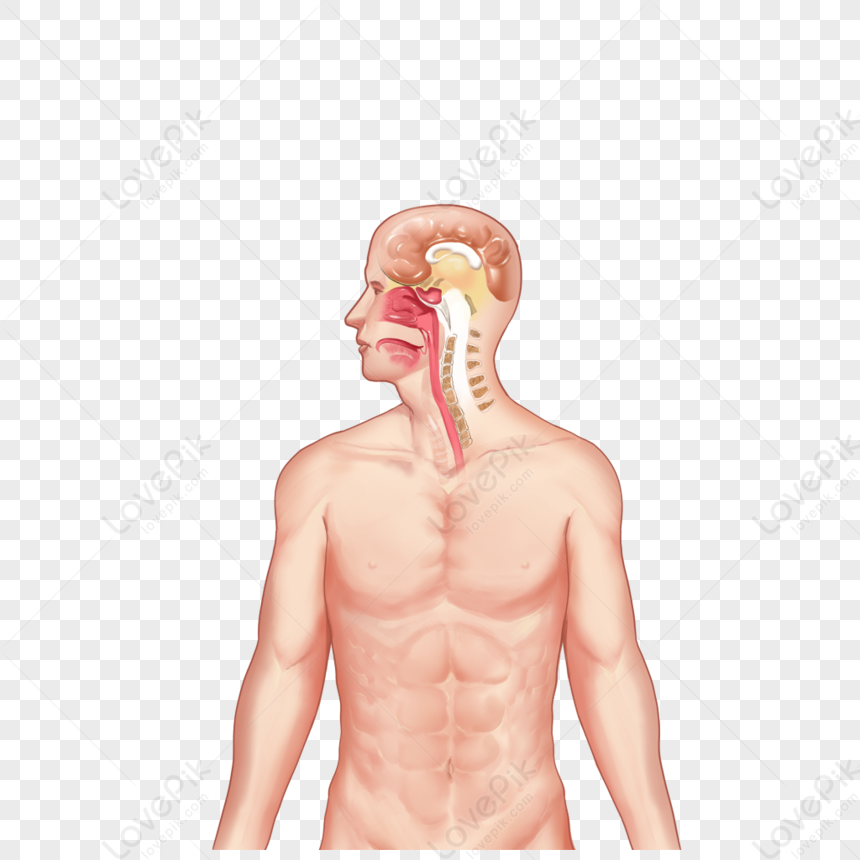 Design De Cabeça De Homem, Menino, Homem, Pessoas, Humano, Social