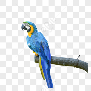 Parrot PNG Images With Transparent Background | Free Download On Lovepik