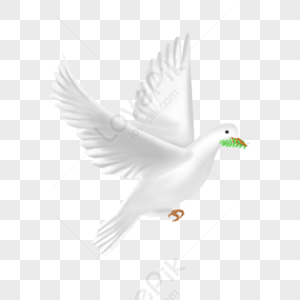 Dove PNG Images With Transparent Background | Free Download On Lovepik