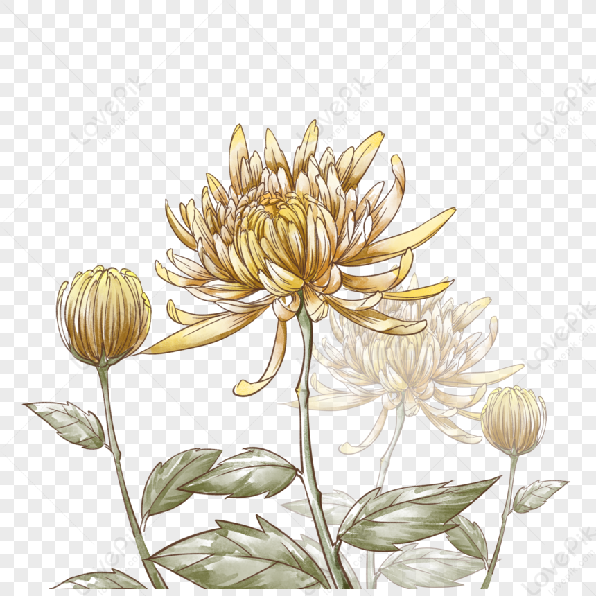 Realistic Watercolor Chrysanthemum, Solar Terms, Chrysanthemum Japan 