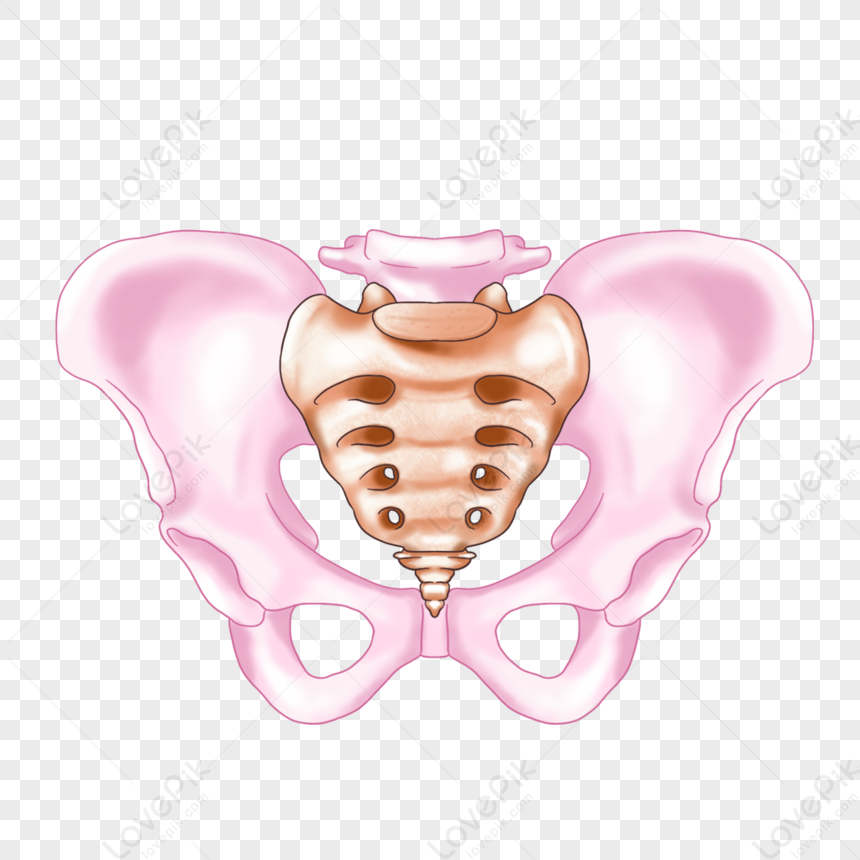 Hình ảnh Sacrum Và Xương Cụt PNG Miễn Phí Tải Về - Lovepik