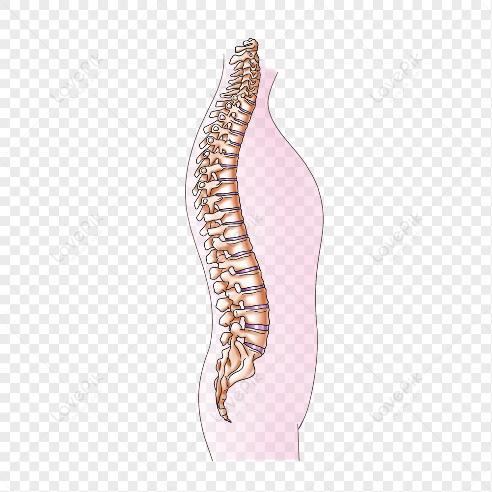 spine free clipart