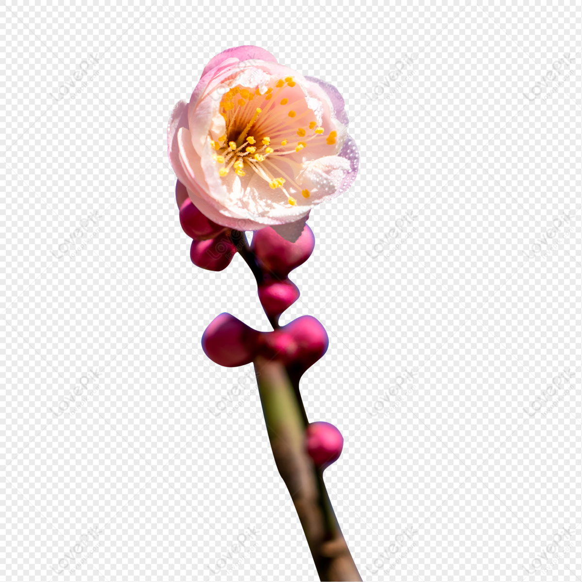Flores De Ciruelo De Primavera PNG Imágenes Gratis - Lovepik