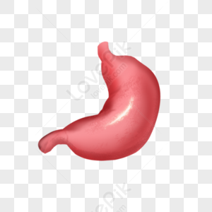 Stomach Icon PNG Picture And Clipart Image For Free Download - Lovepik ...