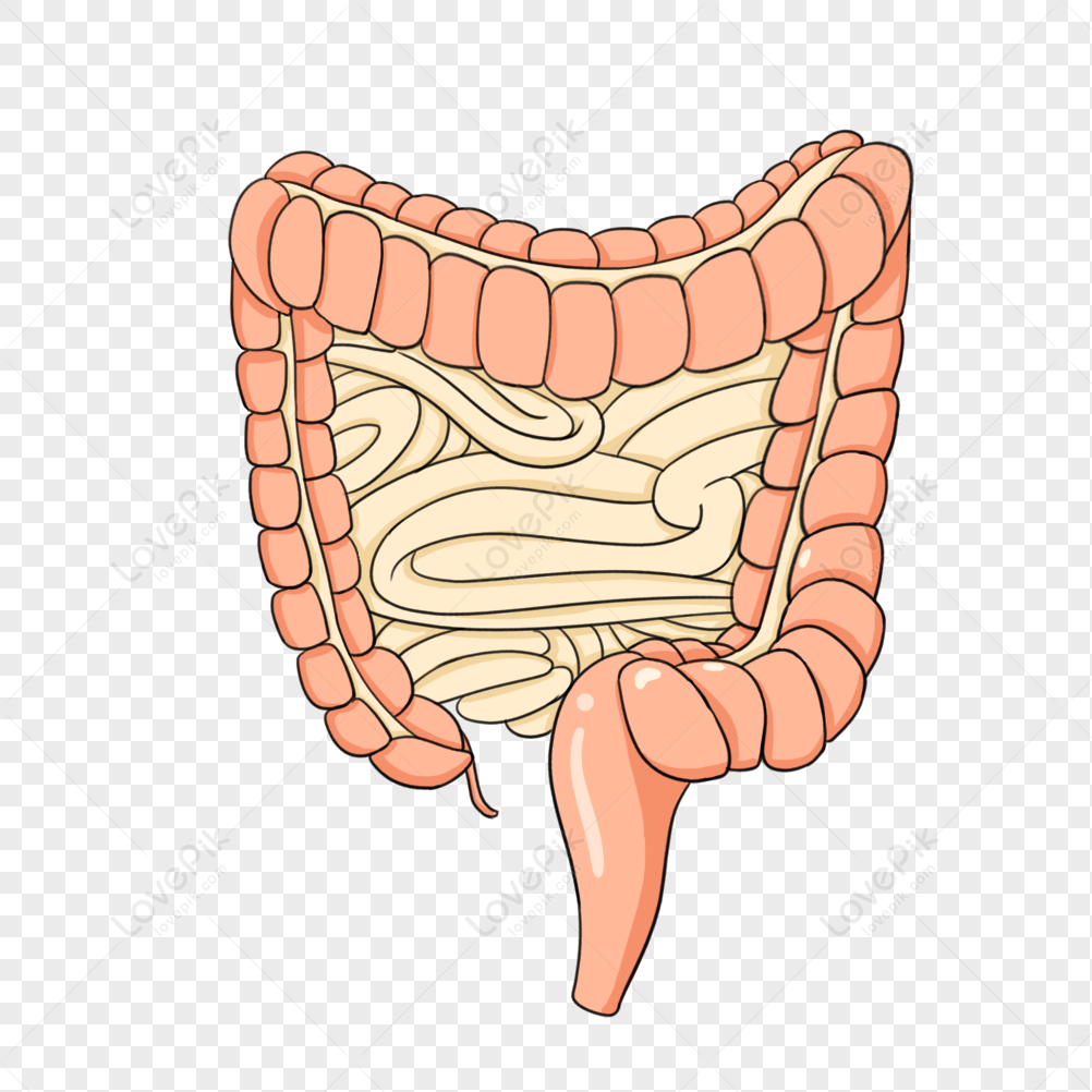 the large intestine, organic, medical, large intestine png transparent image
