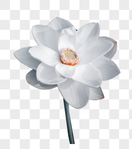 White Lotus Png Images With Transparent Background Free Download On Lovepik