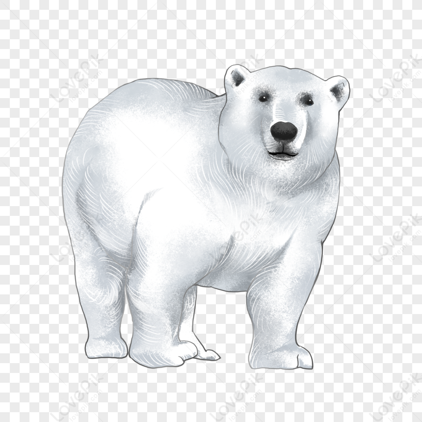 White Polar Bear PNG Transparent Background And Clipart Image For Free  Download - Lovepik | 401870190