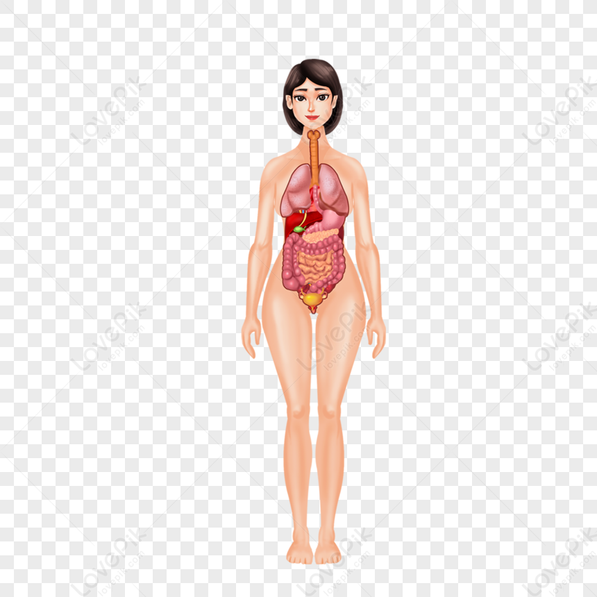 Female Body Anatomy & Organ Image Download