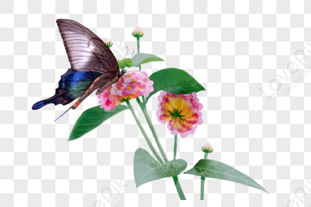 Mariposas En Flores PNG Imágenes con Fondo Transparente | Descarga Gratuita  en Lovepik.com