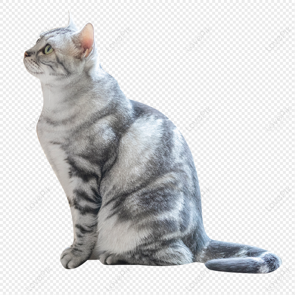 Imagens Gato Desenho PNG e Vetor, com Fundo Transparente Para Download  Grátis