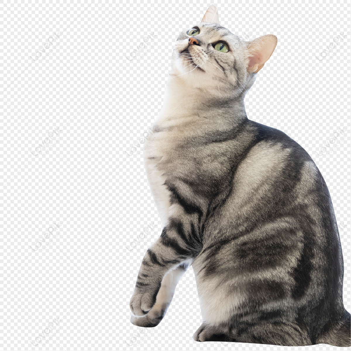 Cat PNG Images With Transparent Background | Free Download On Lovepik