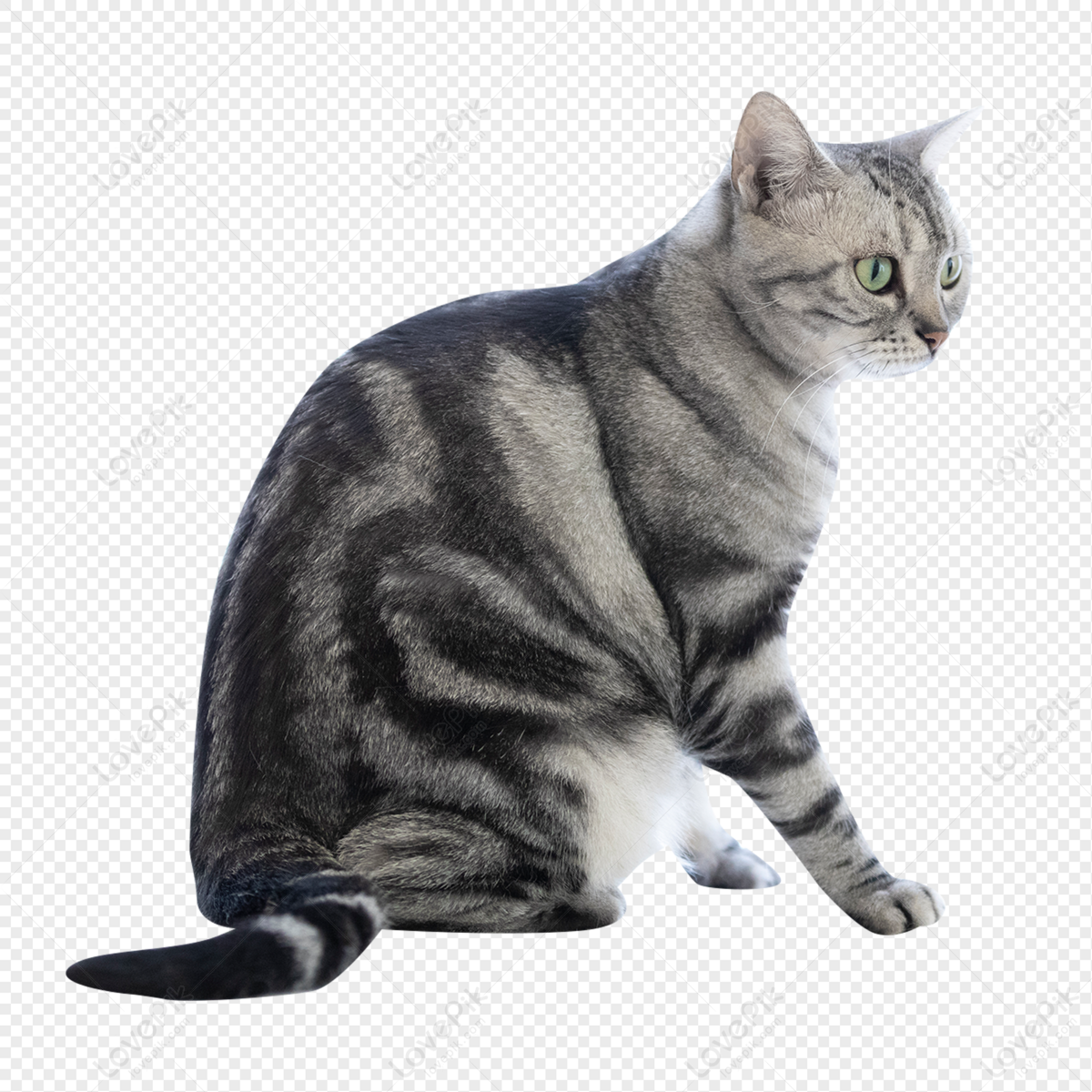 Gato, Gatinho, Desenho png transparente grátis