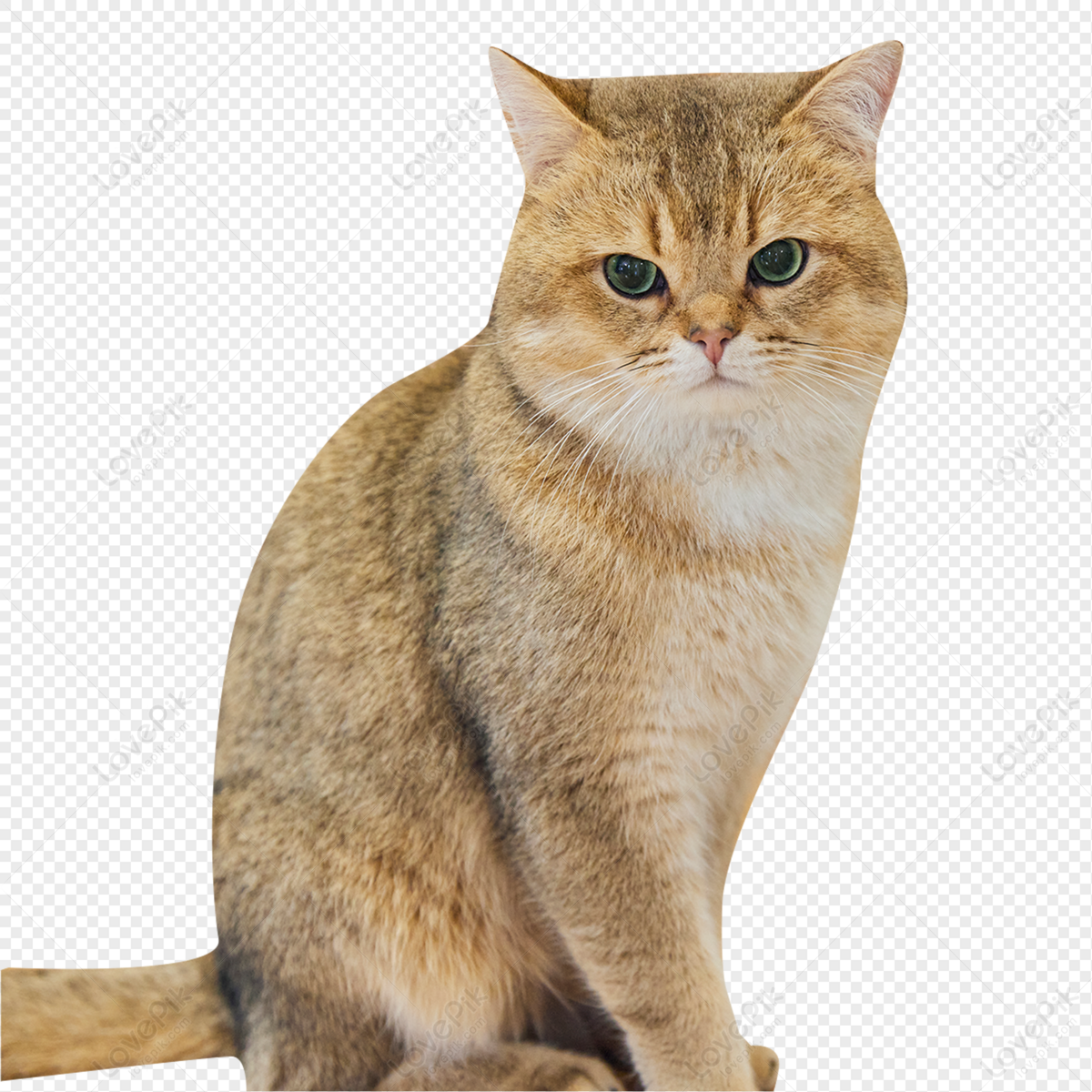 british cat isolated on white background. Cute cat PNG transparent  background Stock Photo