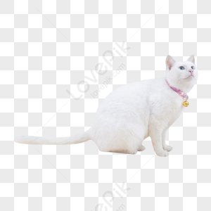 A White Cat PNG Images With Transparent Background | Free Download On  Lovepik