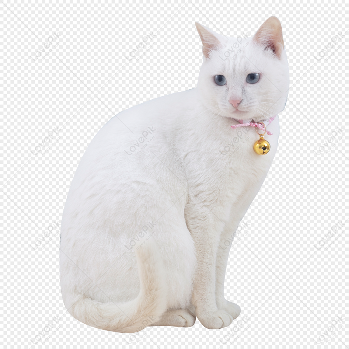 Transparent White Cat Png White Cat Transparent Background, Png Download  Kindpng :443