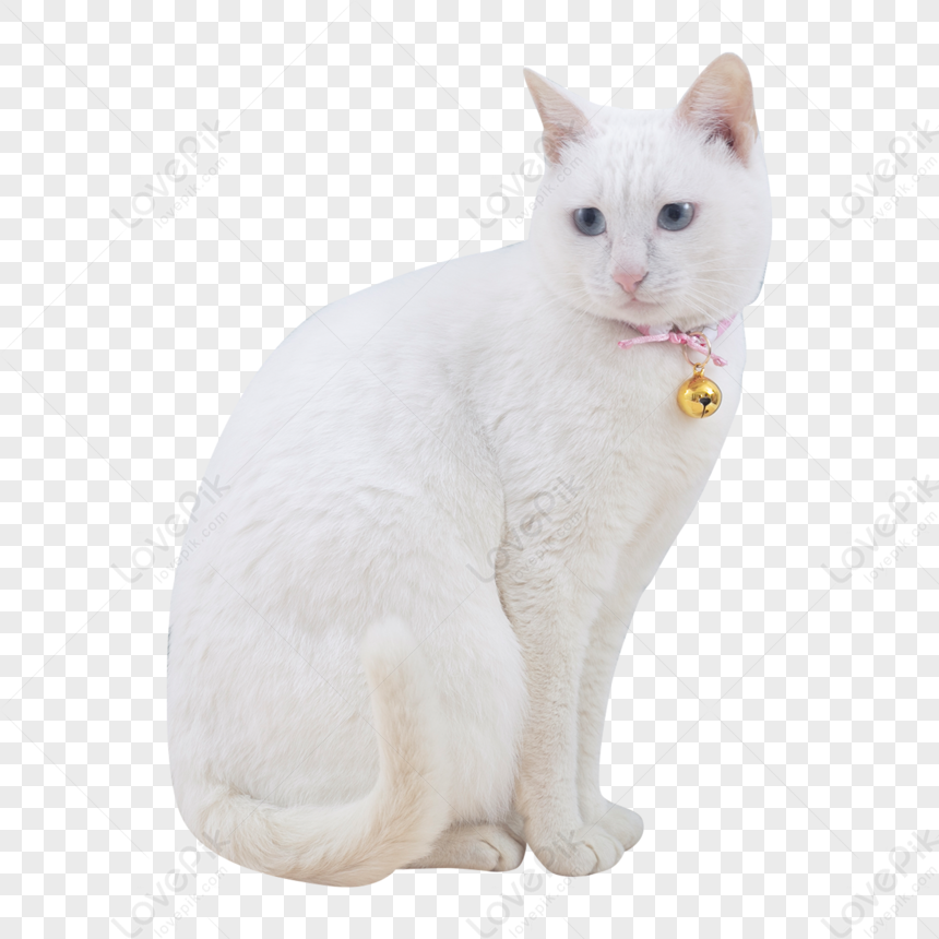 Chi tiết với hơn 61 về hình nền mèo trắng hay nhất - cdgdbentre.edu.vn