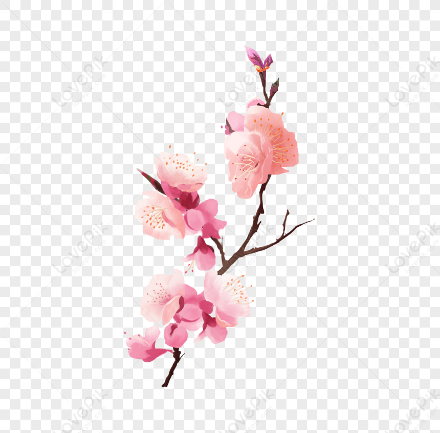 Hand Painted Peach Blossom, Paint, Spring, Peach PNG Image And Clipart ...