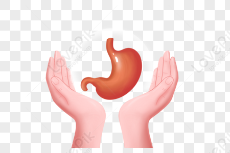 Stomach PNG Images With Transparent Background | Free Download On Lovepik