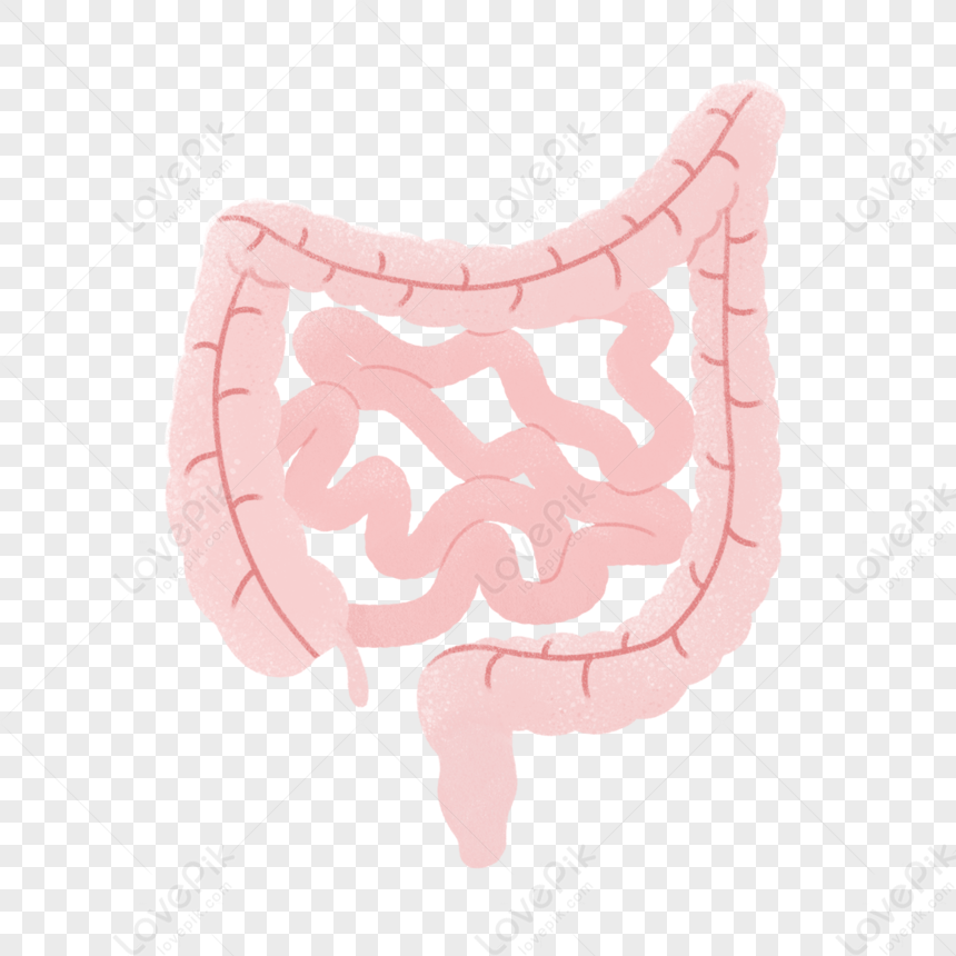 Intestine, Medical, Body Organ, Small Intestine PNG Image And Clipart ...