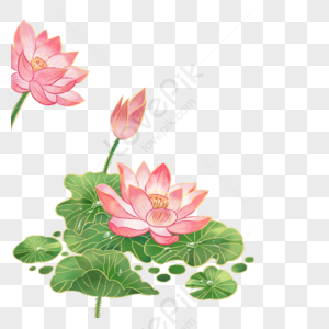 Lotus Flower Images, HD Pictures For Free Vectors & PSD Download -  