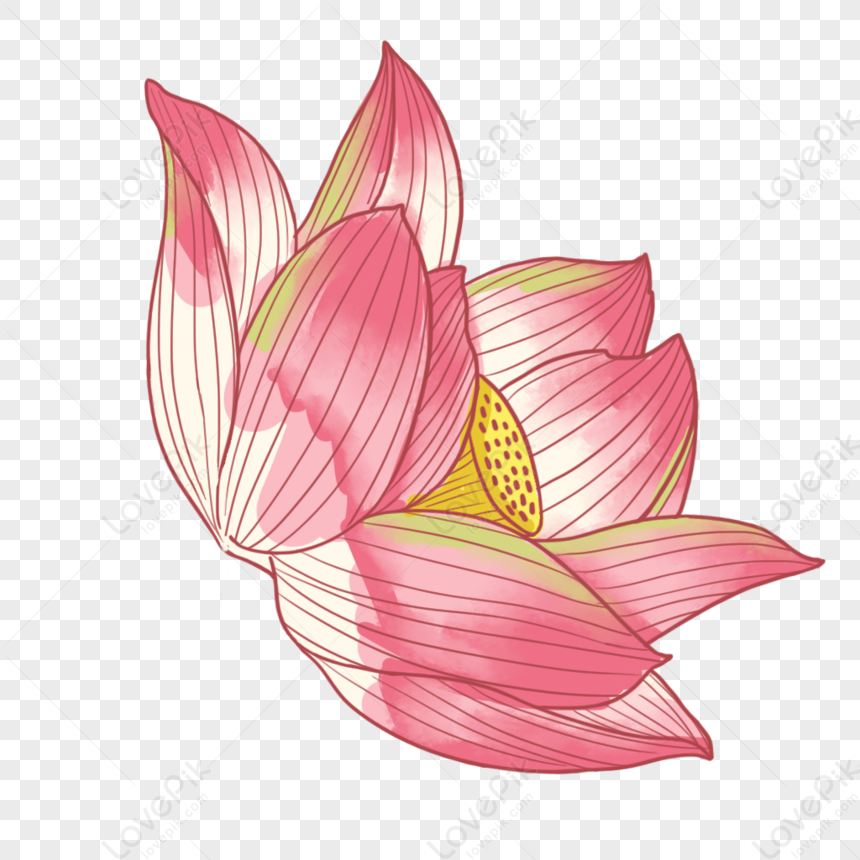 Lotus Flower Images, HD Pictures For Free Vectors & PSD Download -  