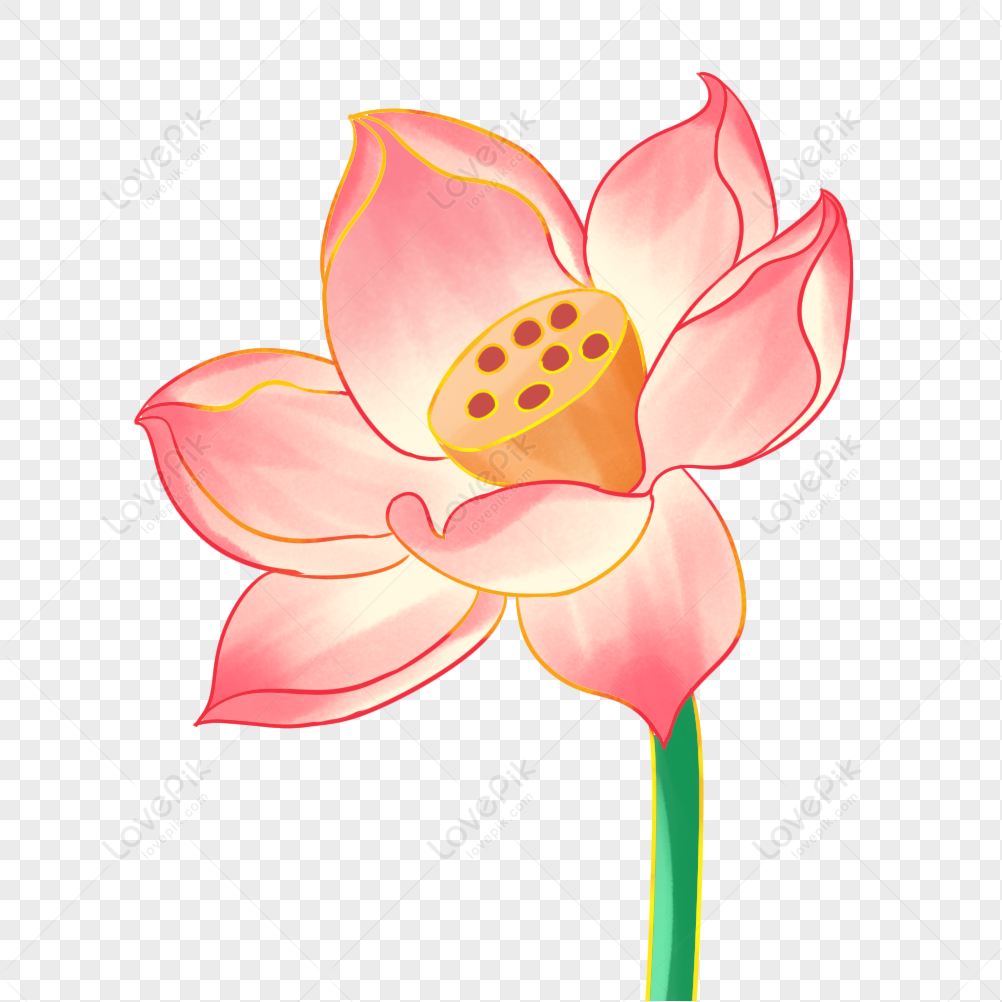 Lotus Flower PNG Transparent Image And Clipart Image For Free Download -  Lovepik | 401940197