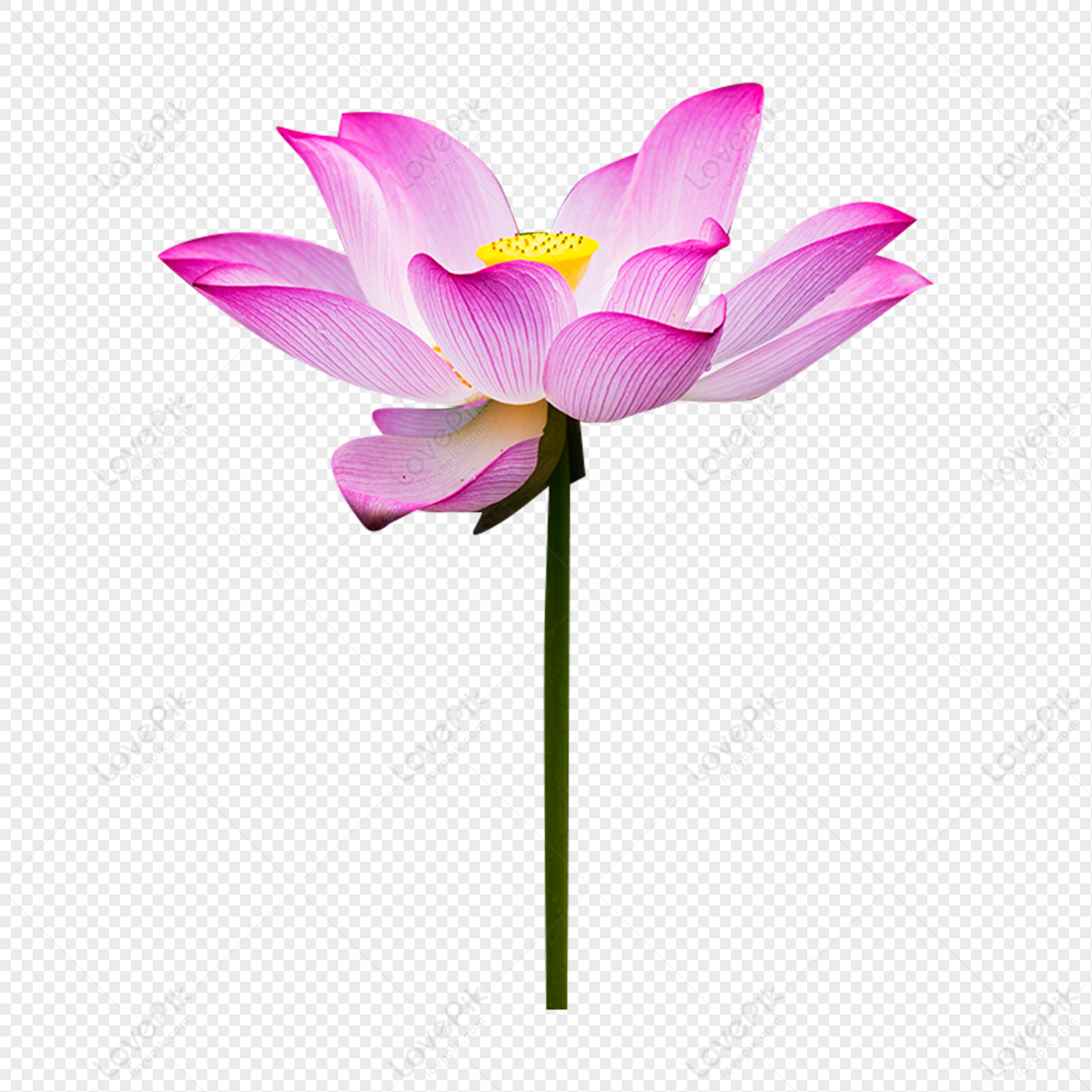 Lotus Flower Artistic Conception Material Lotus Flower Png Free Download And Clipart Image